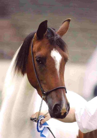 Stammstute Charming Fee